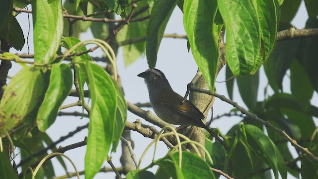 Black-striped Sparrow - ML450738241