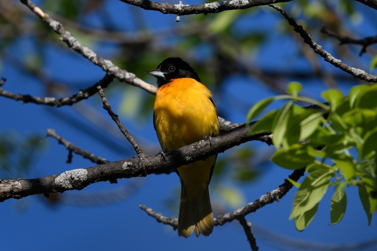 Baltimore Oriole - ML450738971