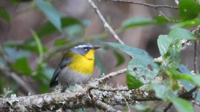 Crescent-chested Warbler - ML450739331