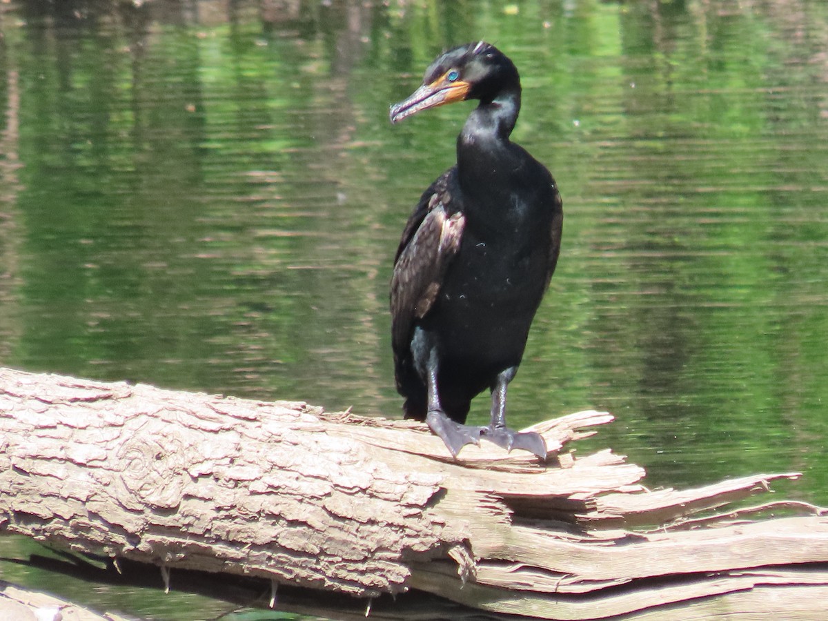 Double-crested Cormorant - ML450739821