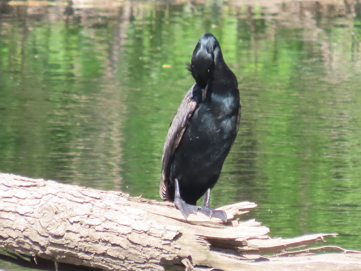 Double-crested Cormorant - ML450739831