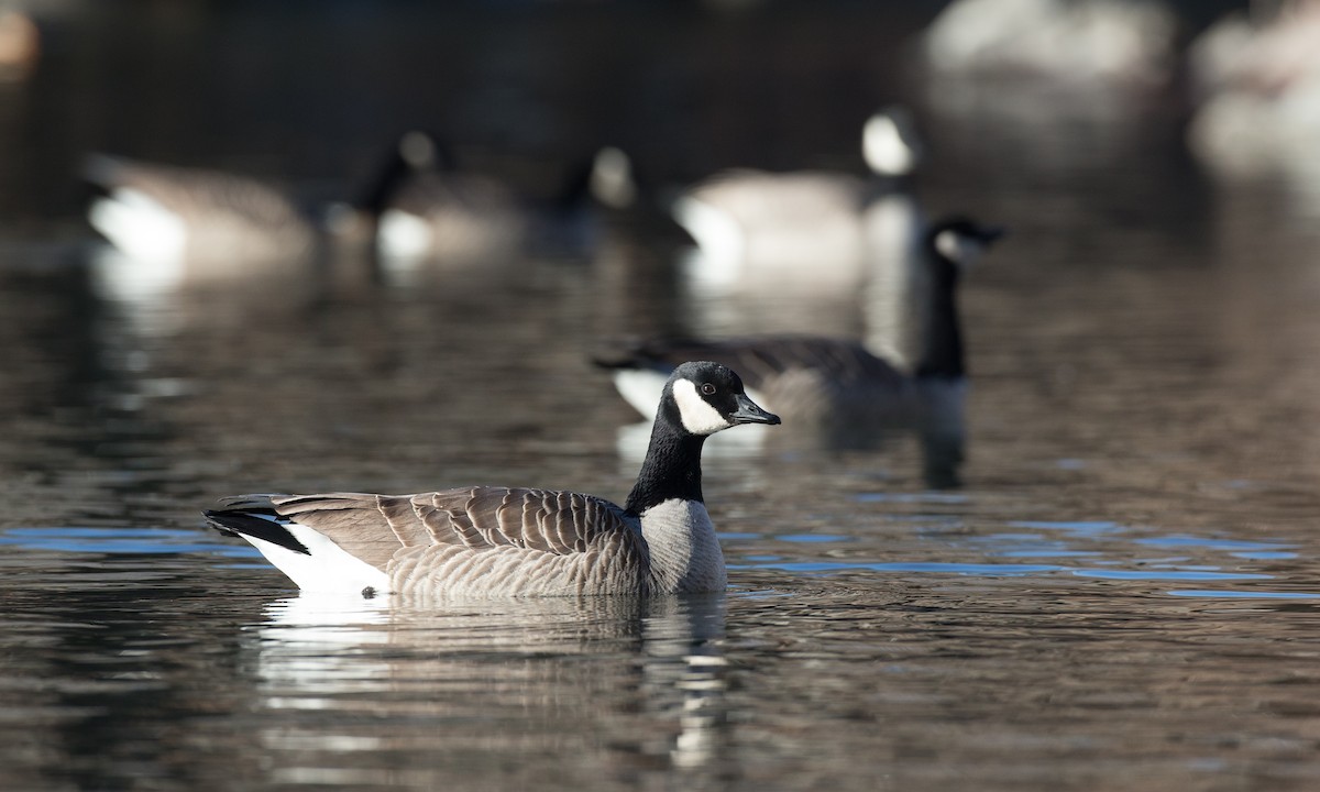 シジュウカラガン（hutchinsii） - ML45074021