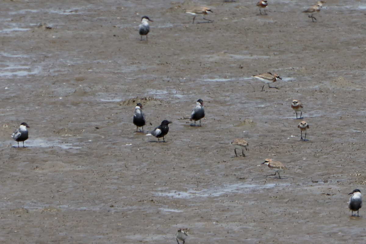 White-winged Tern - ML450740621