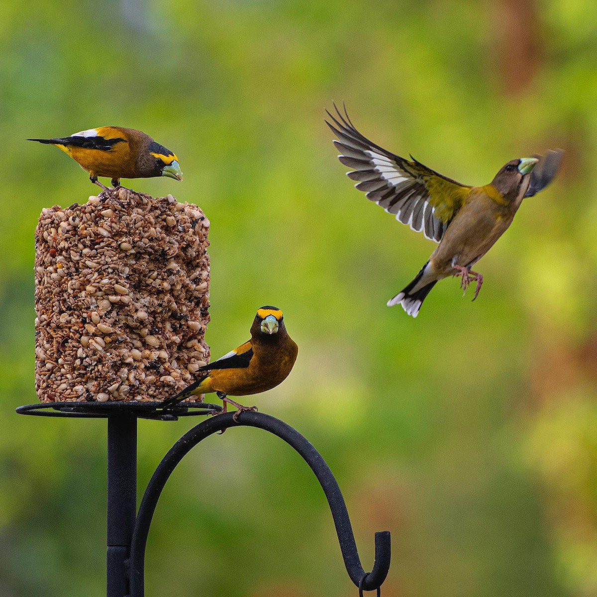 Evening Grosbeak - Clinton Stonich