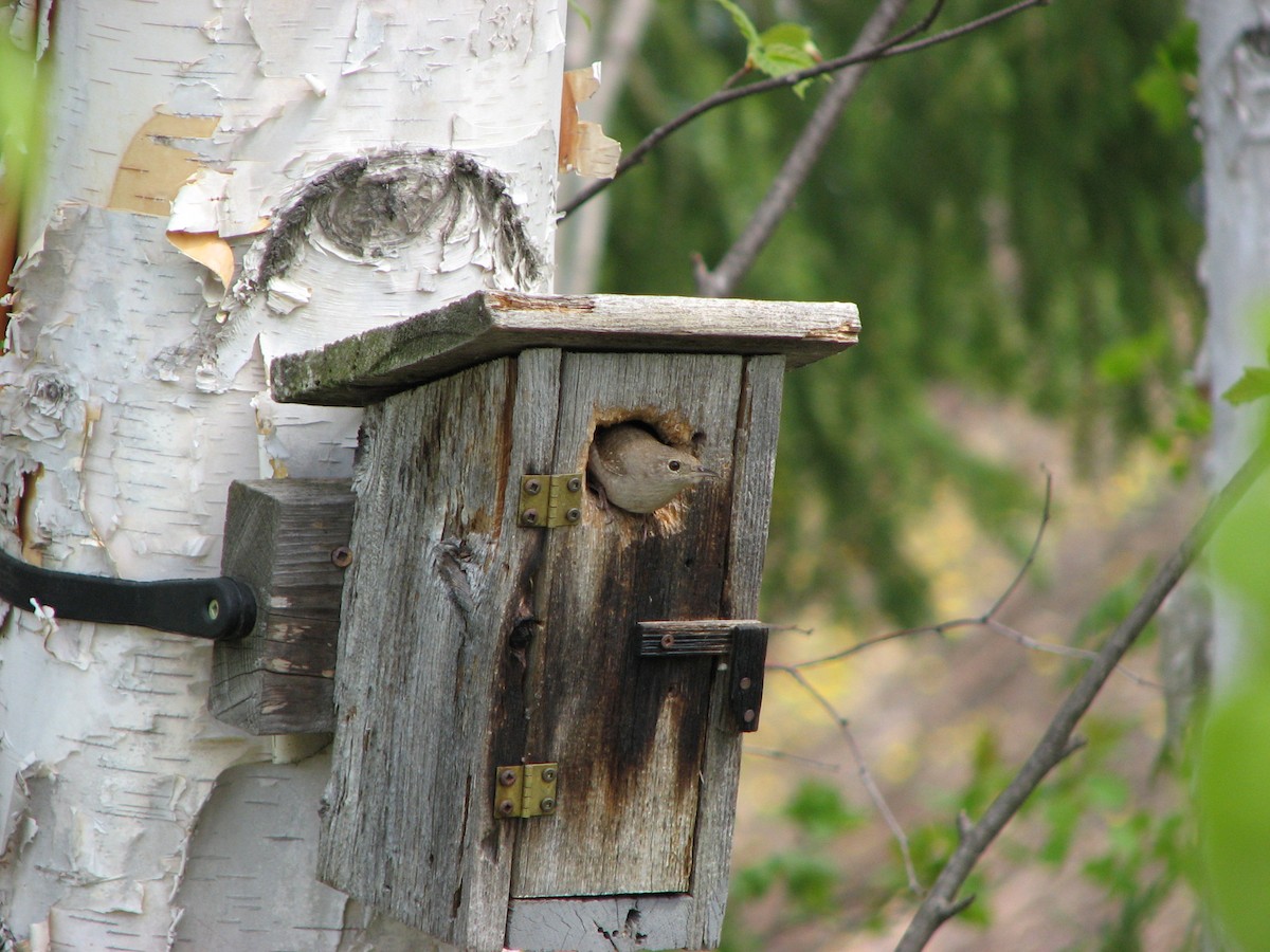 House Wren - ML450742181