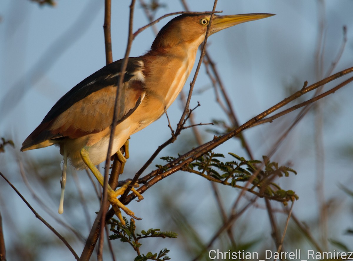 Least Bittern - ML450742291