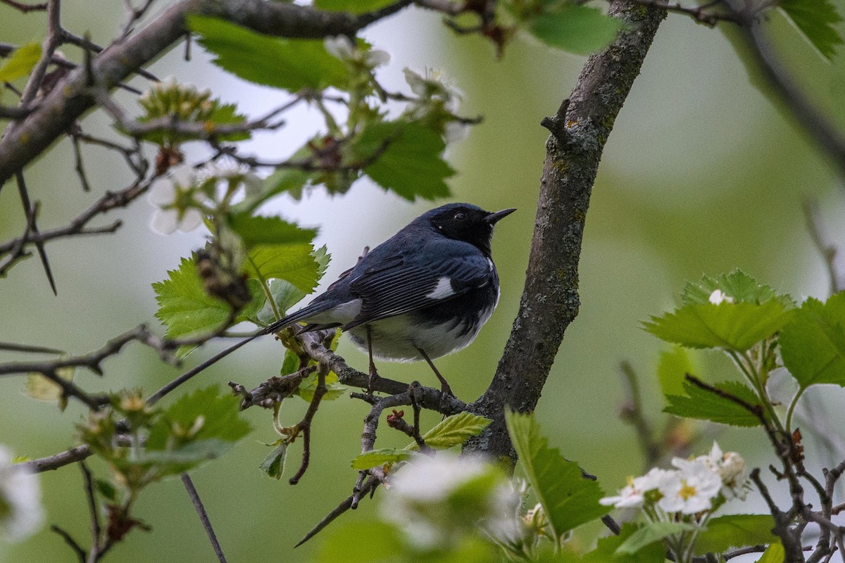 Black-throated Blue Warbler - Simon Rousseau