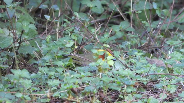 Golden-browed Warbler - ML450743561