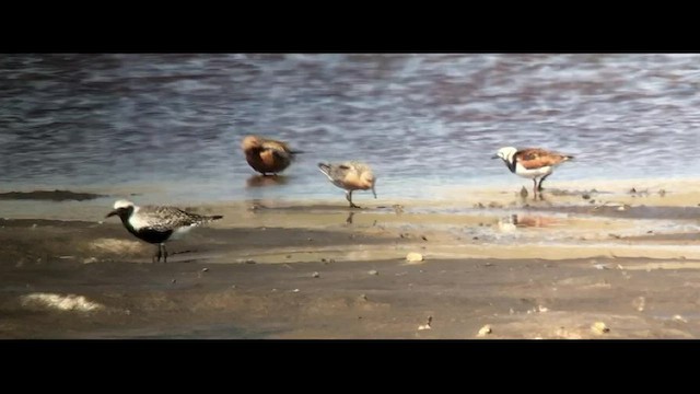 Ruddy Turnstone - ML450744791