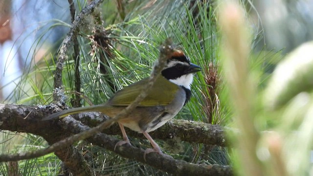 クロオビトウヒチョウ - ML450745991