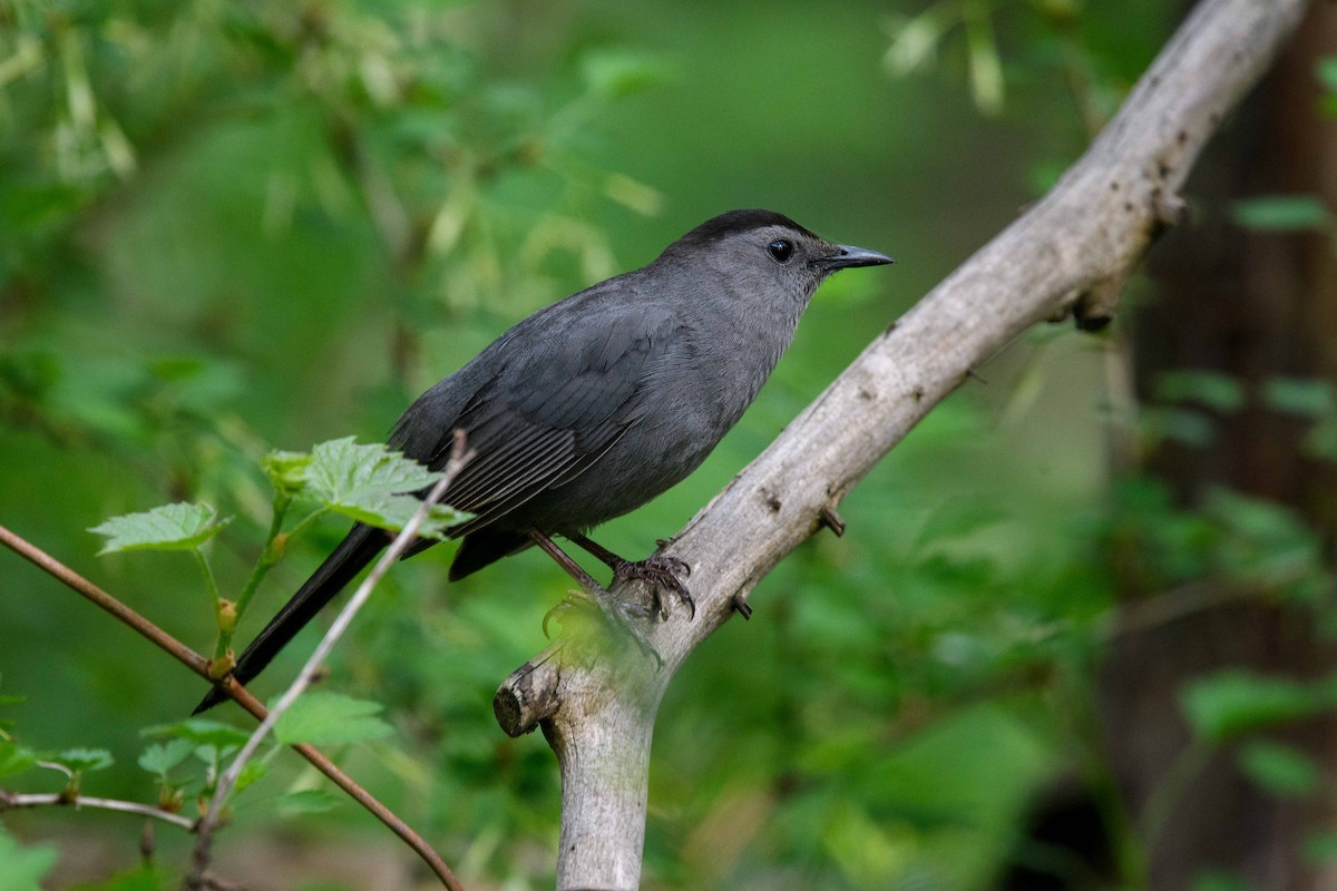 Pájaro Gato Gris - ML450746701