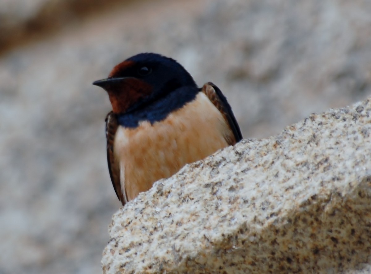 Golondrina Común - ML450746741