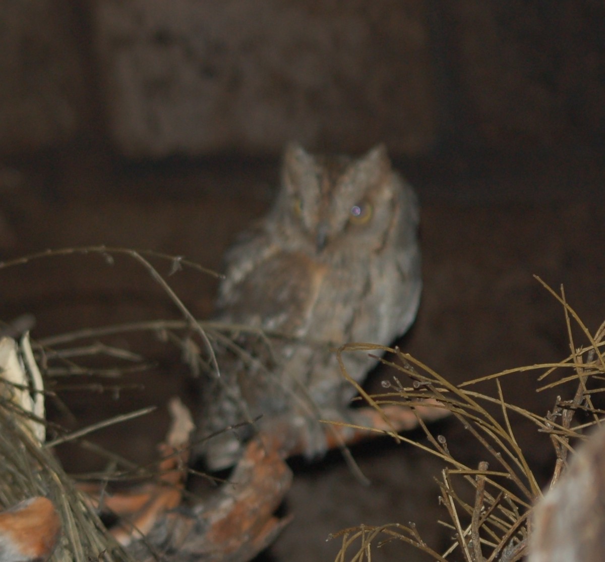 Eurasian Scops-Owl - ML450746821