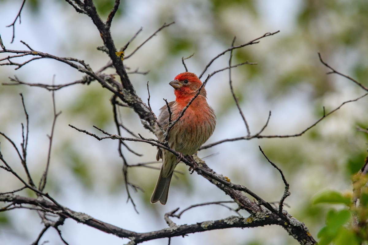 House Finch - ML450747361