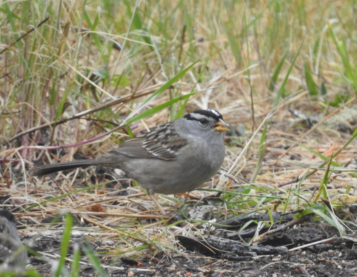 White-crowned Sparrow - ML450748231