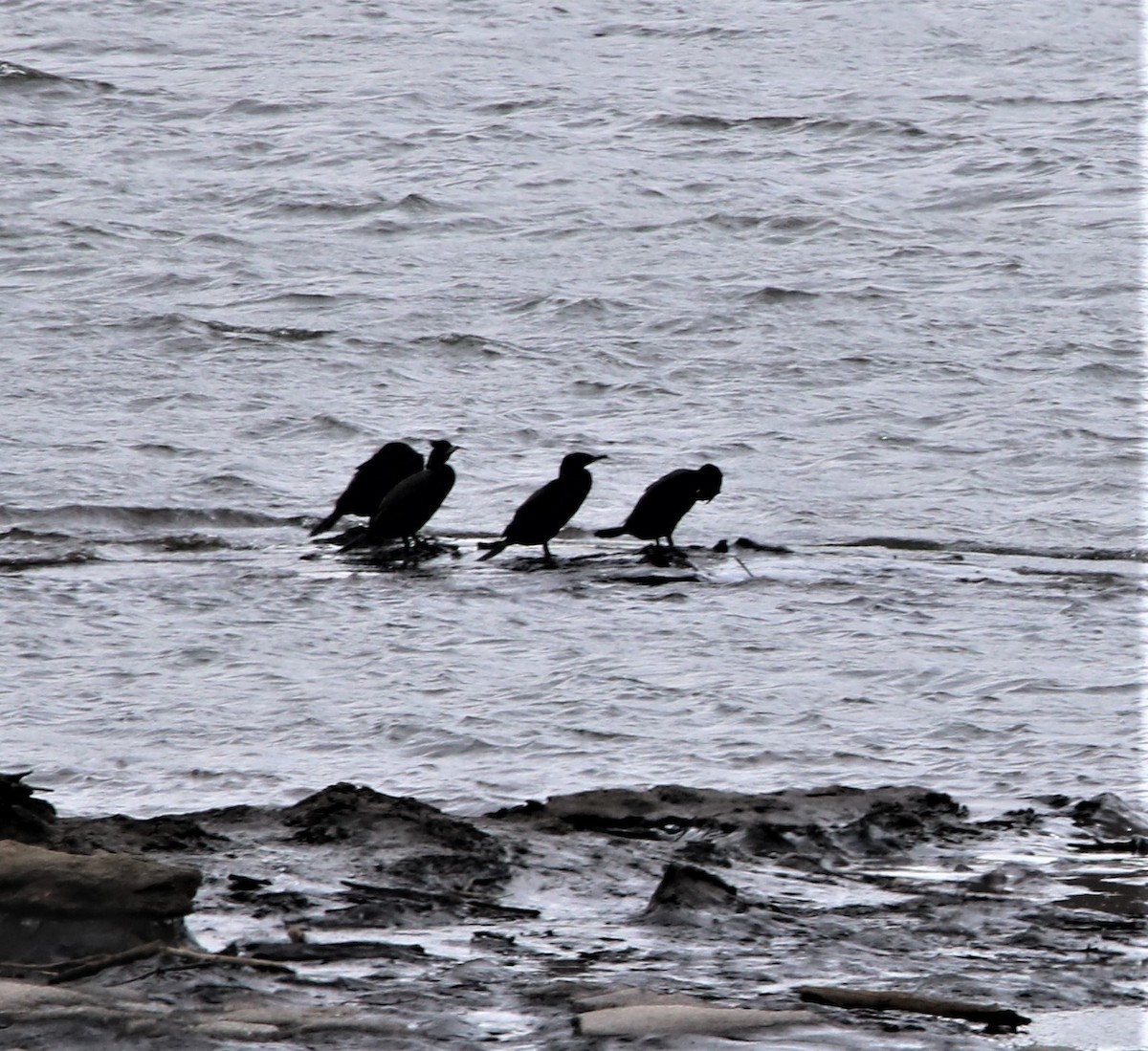 Double-crested Cormorant - ML450748241