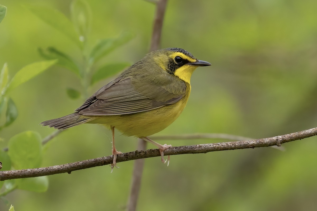 Kentucky Warbler - ML450748911