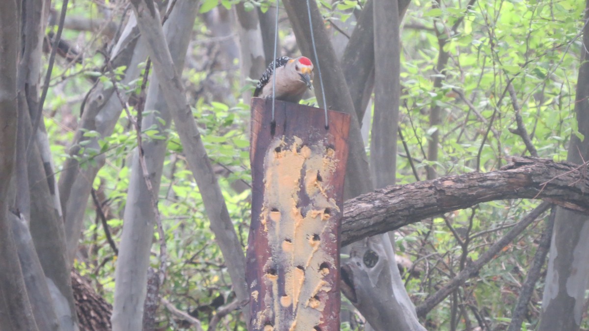 Golden-fronted Woodpecker - ML450750591