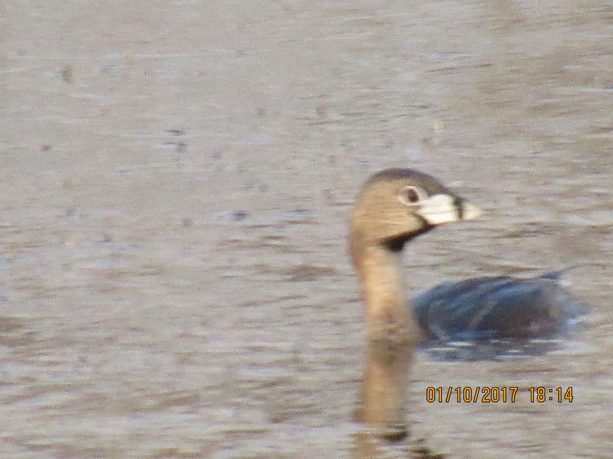 Pied-billed Grebe - Vivian F. Moultrie