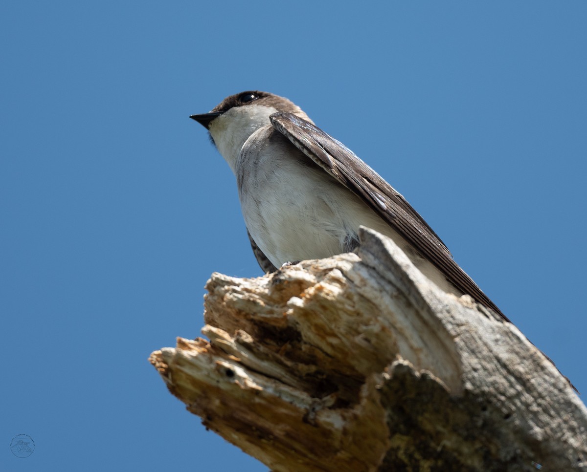 Golondrina Bicolor - ML450752681