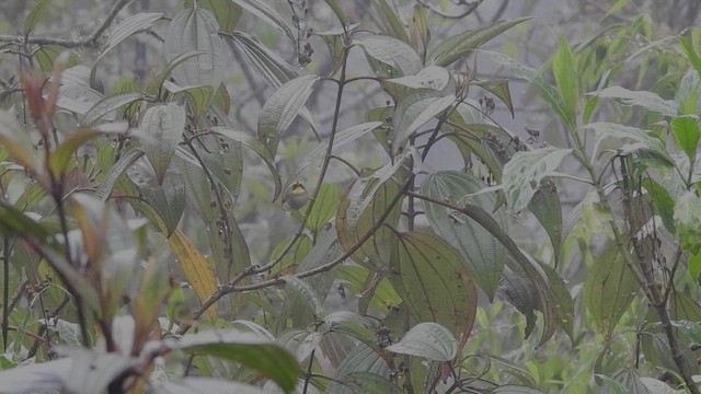 Black-faced Warbler - ML450755091