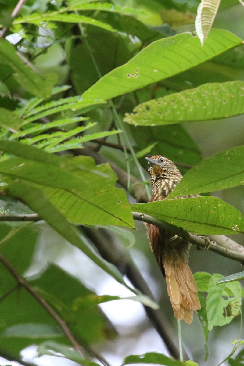 Striated Softtail - Daniel Branch