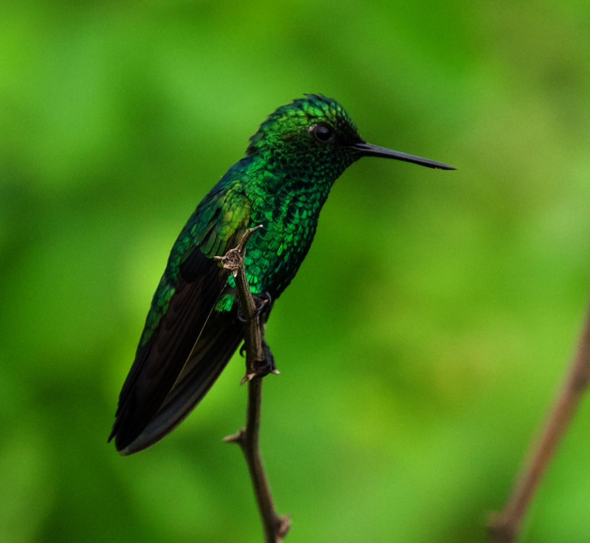 Blauschwanz-Smaragdkolibri - ML450755241