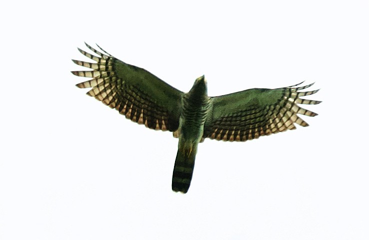 Hook-billed Kite - David Ascanio