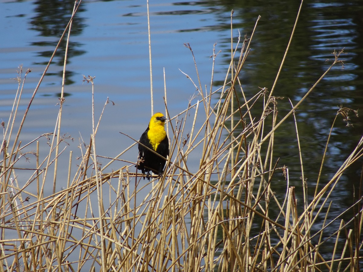 Yellow-headed Blackbird - ML450755431
