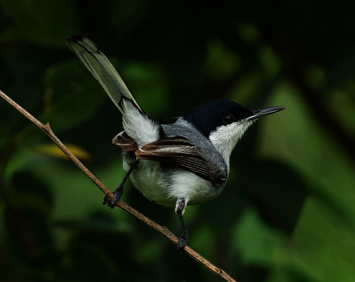 krattmyggsmett - ML450755741