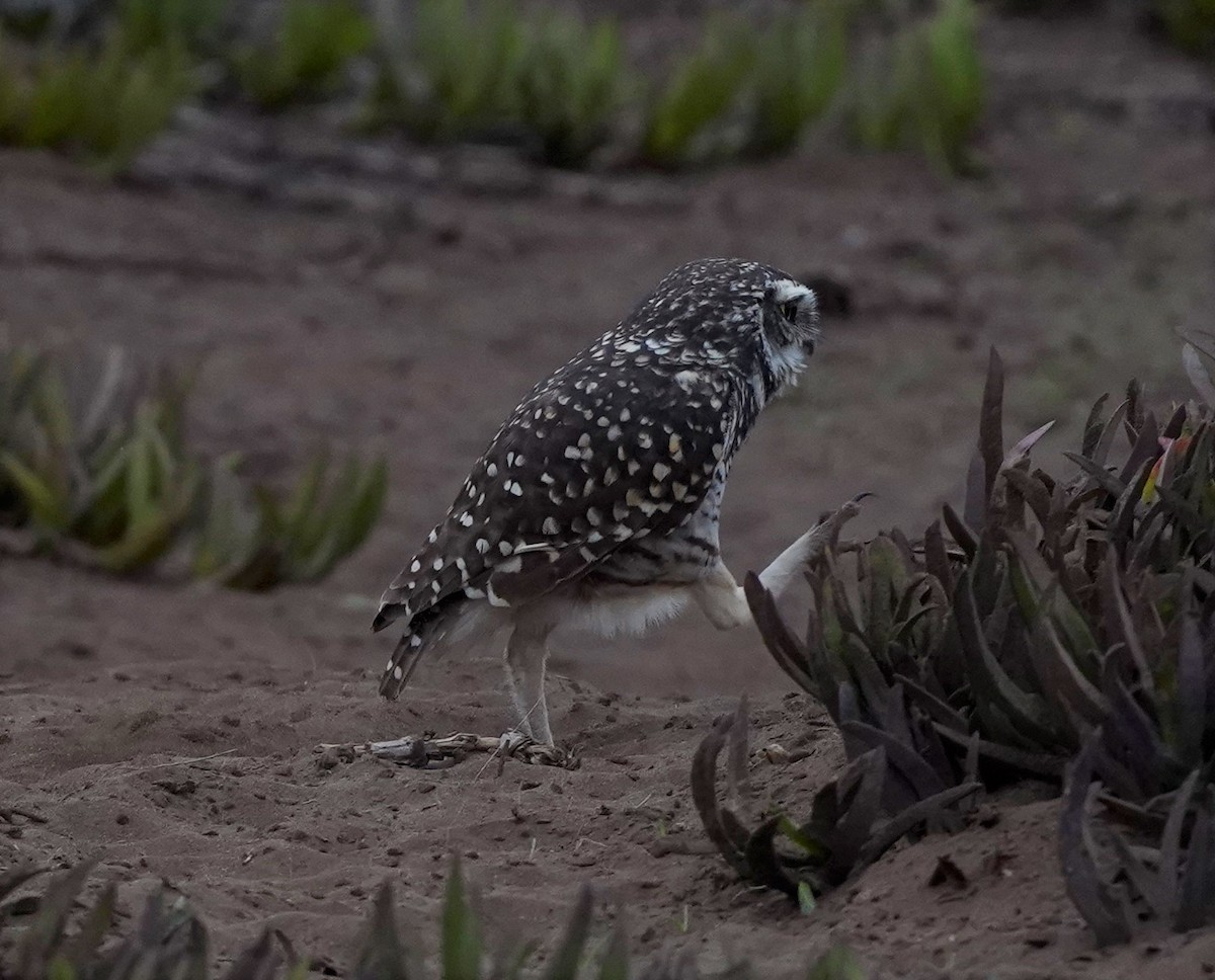 Burrowing Owl - Fitos Team