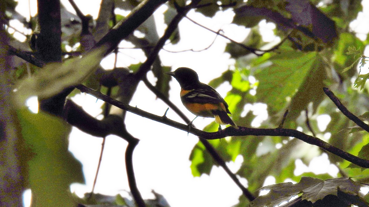 Baltimore Oriole - ML450756071