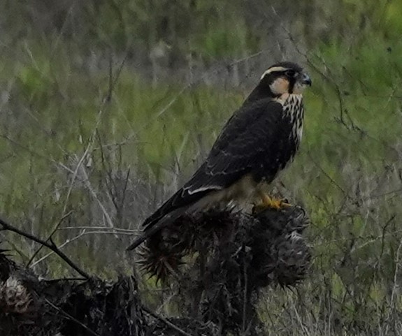 Aplomado Falcon - ML450756321