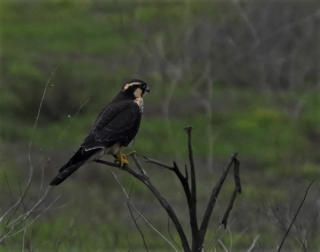 Aplomado Falcon - ML450756341