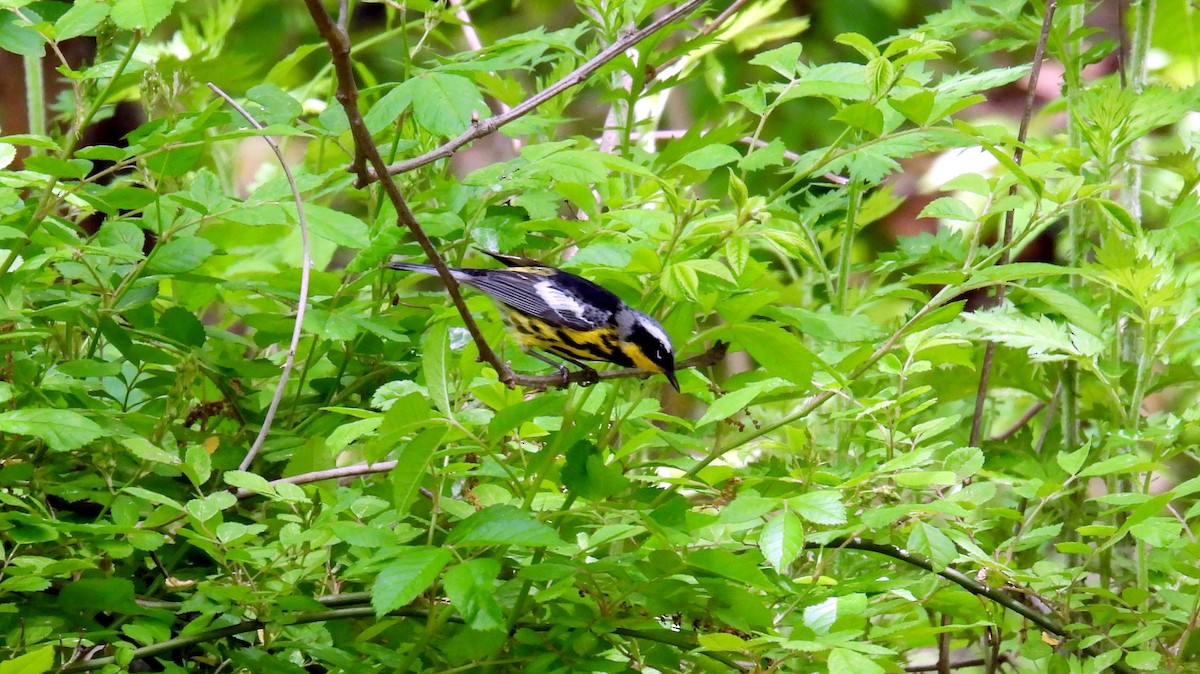 Magnolia Warbler - ML450756441