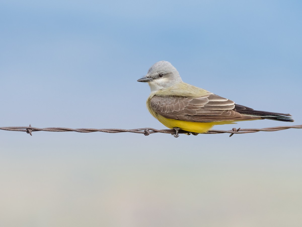 Western Kingbird - ML450757021