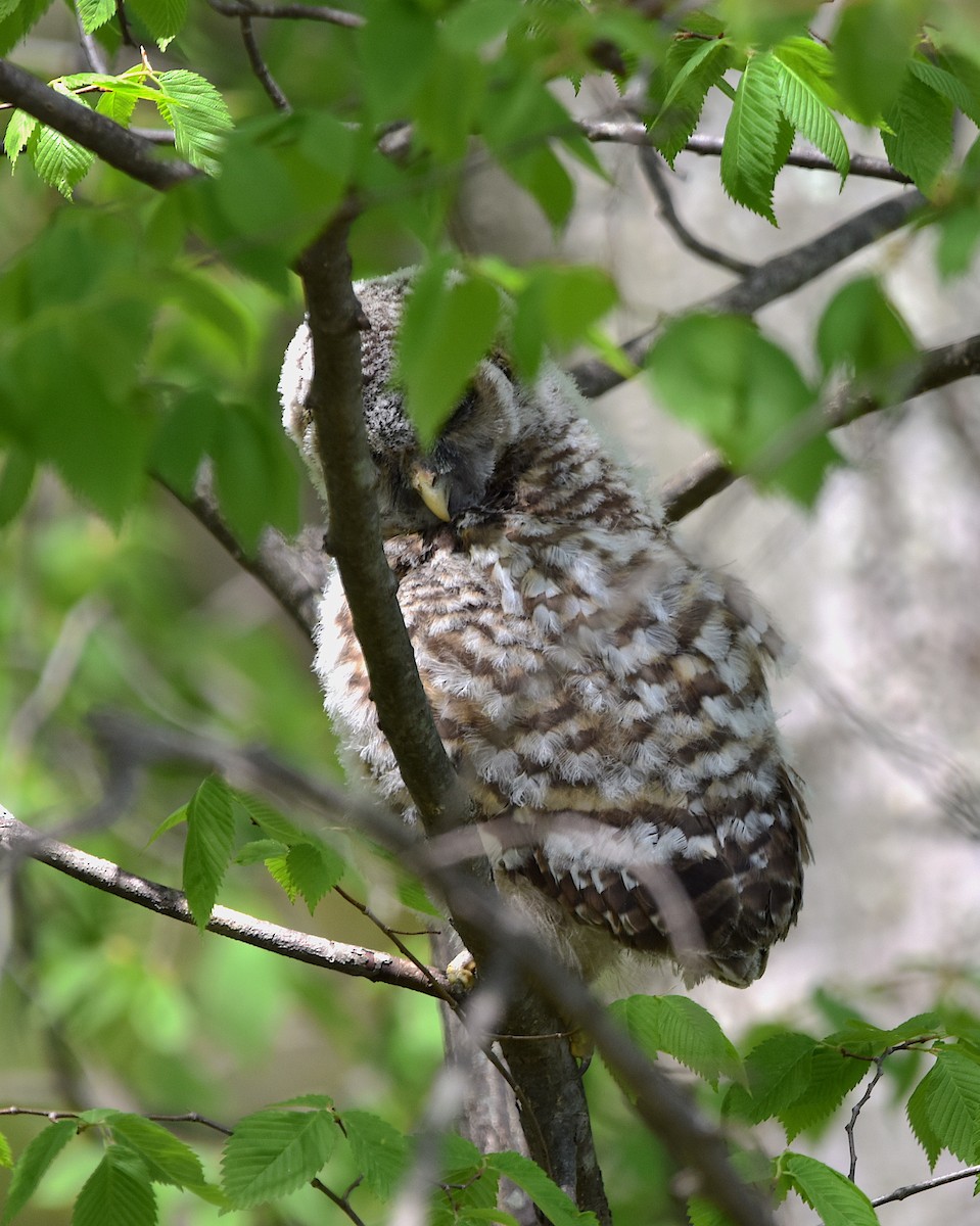 Barred Owl - Alecia Gorski