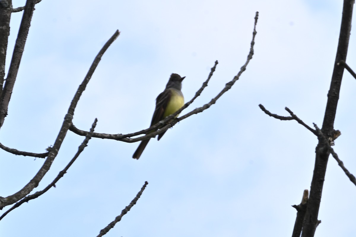 Great Crested Flycatcher - ML450758751