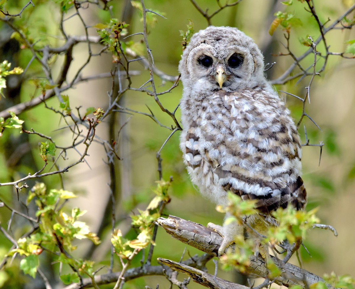 Barred Owl - Alecia Gorski