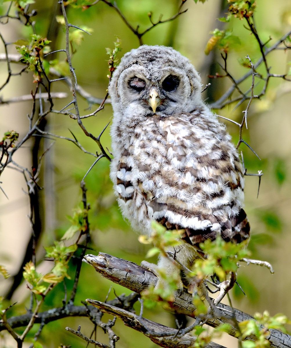 Barred Owl - Alecia Gorski