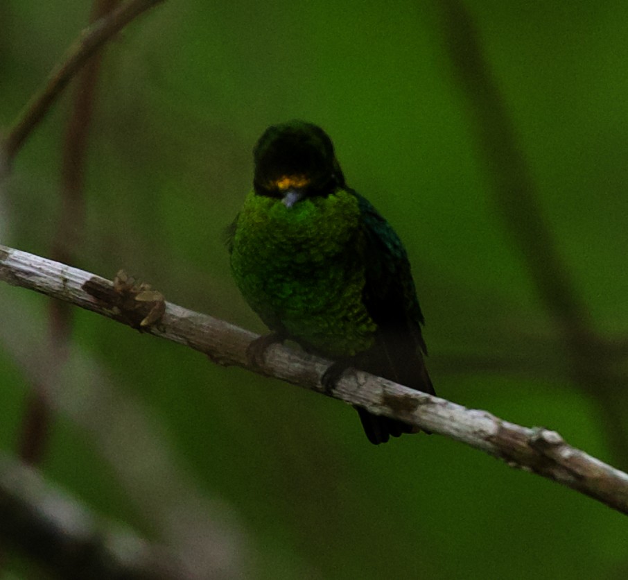 kolibřík venezuelský - ML450759211