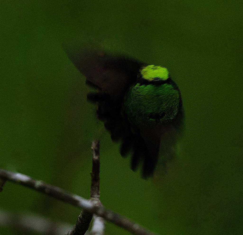 kolibřík venezuelský - ML450759271