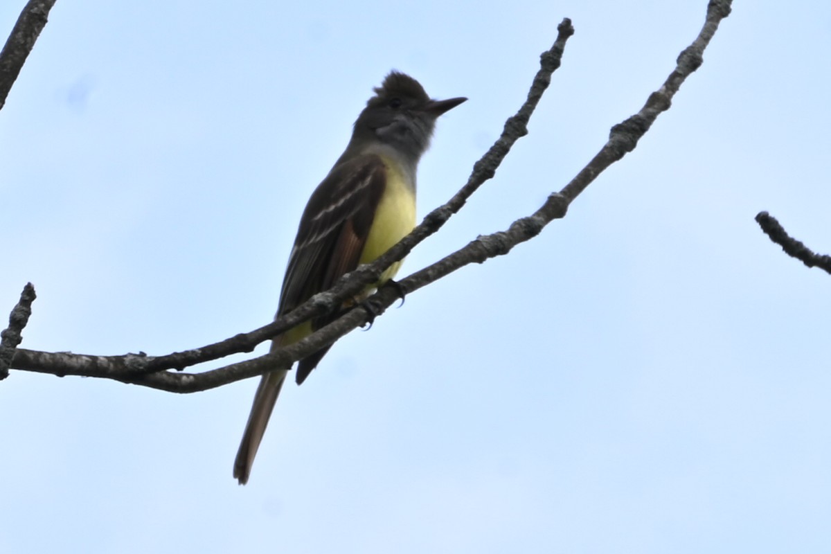 Great Crested Flycatcher - ML450759321