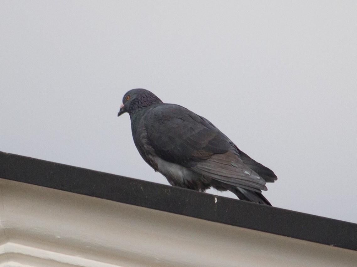 Pigeon biset (forme domestique) - ML450762041