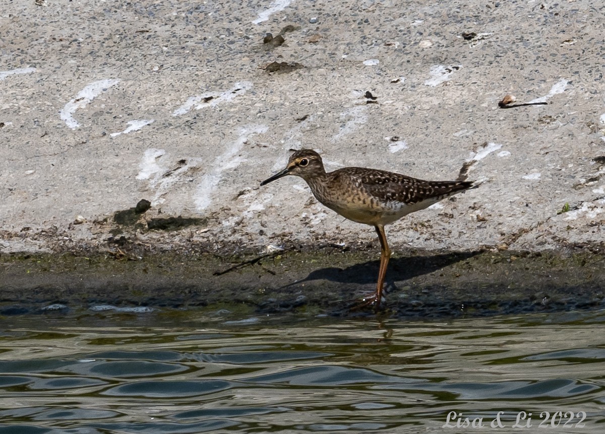 Wood Sandpiper - ML450762241