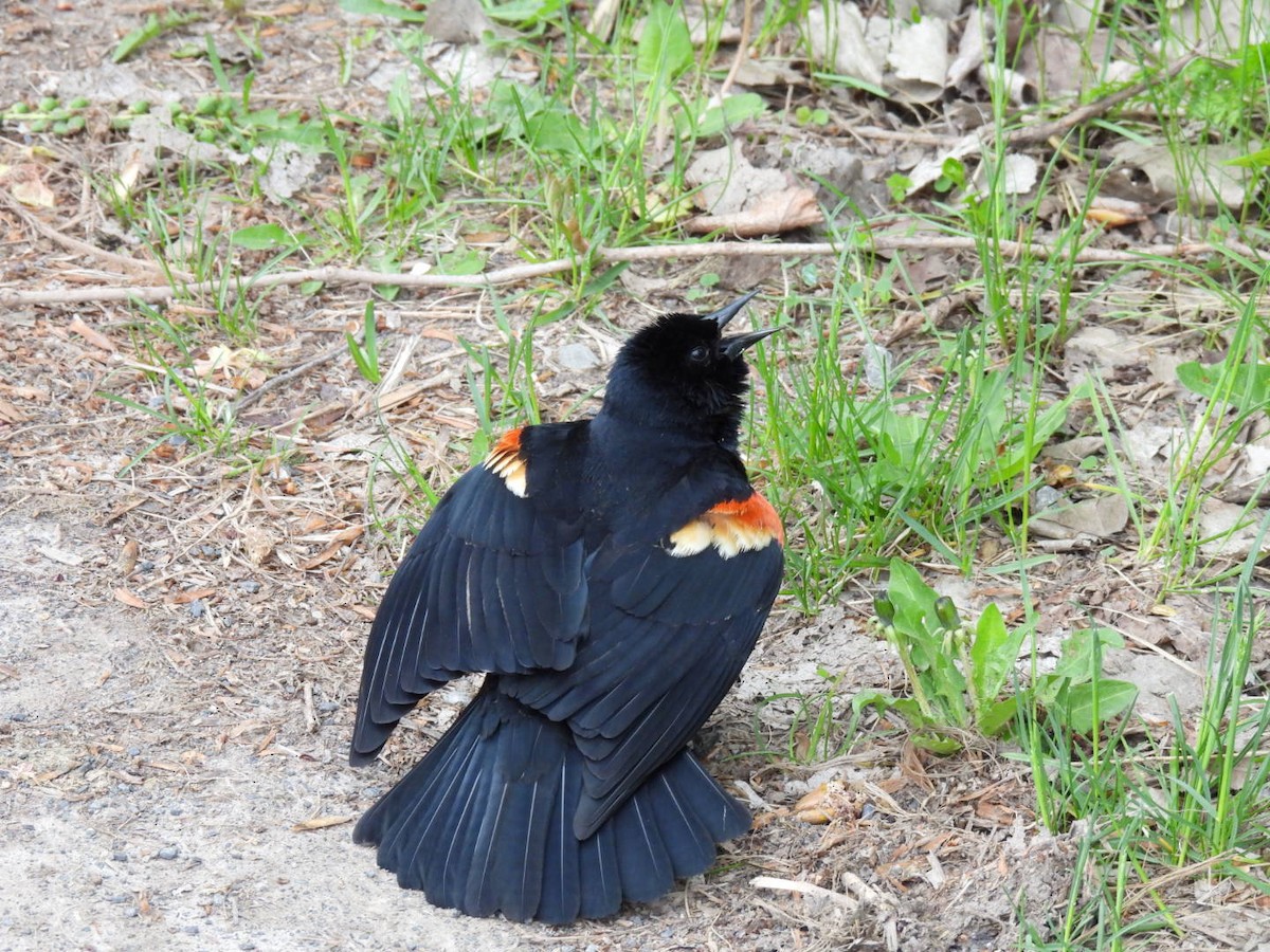 Red-winged Blackbird - Joe McGill