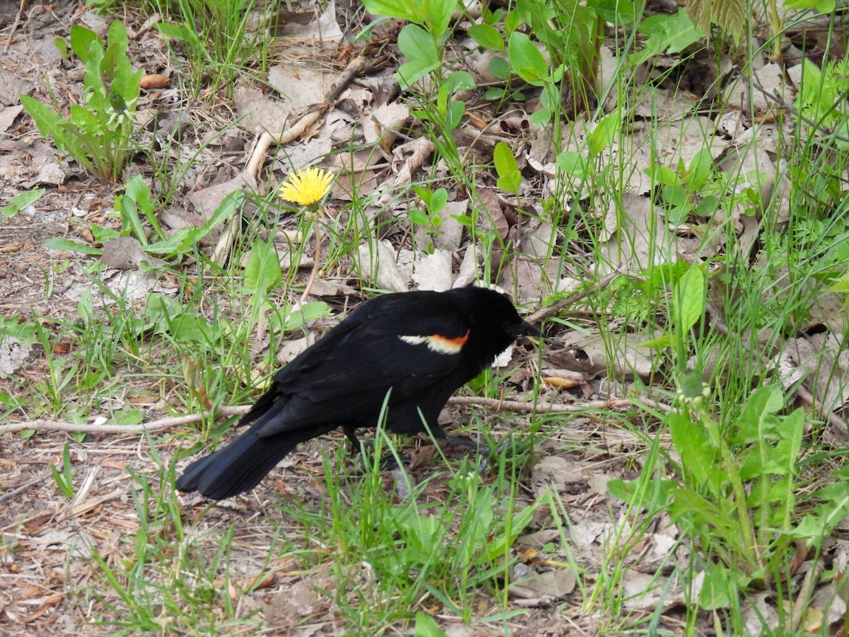 Red-winged Blackbird - ML450762291