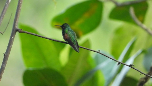 White-tailed Hummingbird - ML450762621