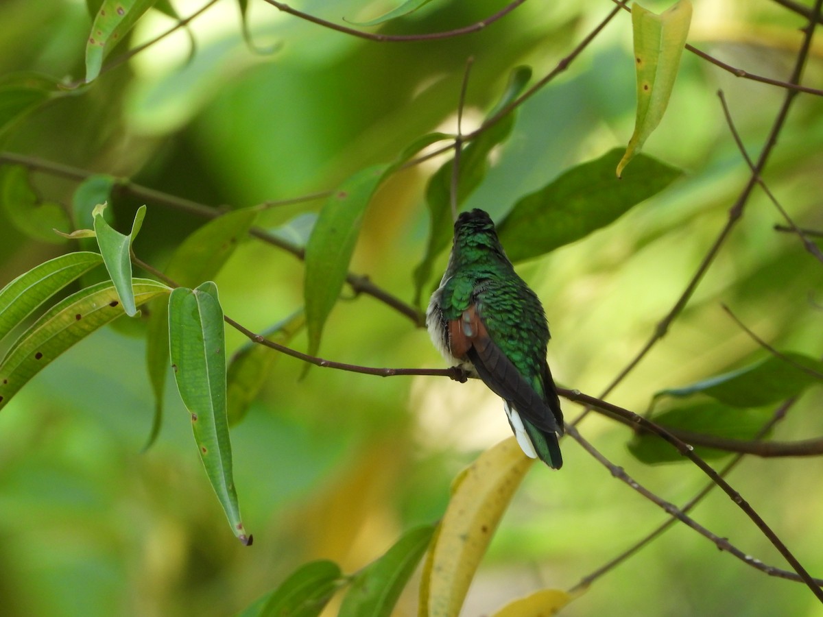 White-tailed Hummingbird - ML450762651