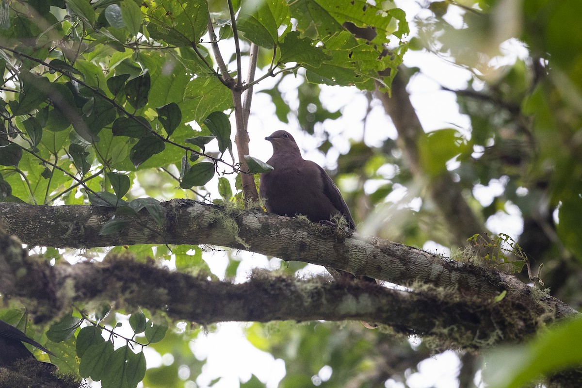 Ruddy Pigeon - Stefan Hirsch